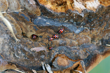 False ladybird, Endomychus coccinea feeding on fungus, macro photo.