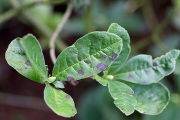 Rhododendron, azalea. Leaves with symptoms of fungal disease.