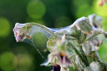 Pansy plant overrun by tiny spider mites Tetranychus urticae Tetranychidae (red spider mite or...