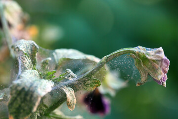 Pansy plant overrun by tiny spider mites Tetranychus urticae Tetranychidae (red spider mite or...
