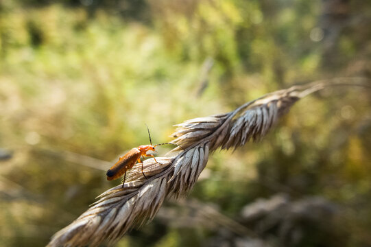 owad, kłos, przyroda, pomarańczowy, szkodnik, lato, bug, natura, orange , summer