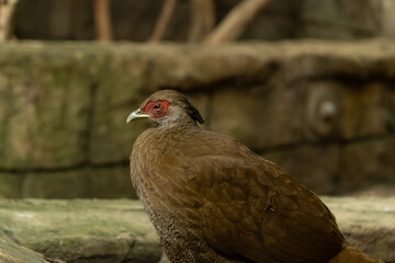Silver Pheasant in Profile