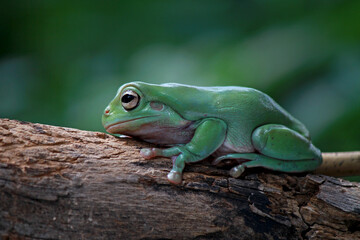 Dumpy frog, Green Tree Frog on the branch