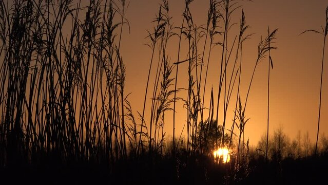Sunset over water with reeds in tranquil place for meditation and relaxation UK 4K
