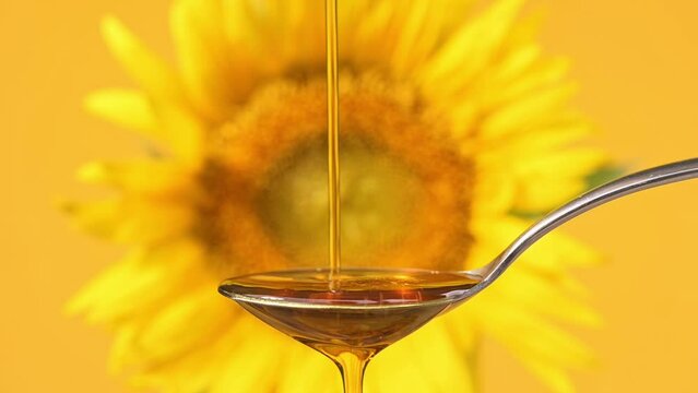 Slow motion footage of sunflower oil pouring into tablespoon against the backdrop of blooming yellow sunflower. Production of sunflower oil for food, cooking. Agriculture, agribusiness