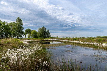 Fototapeta premium Wollgrasblüte im renaturierten Hochmoor.