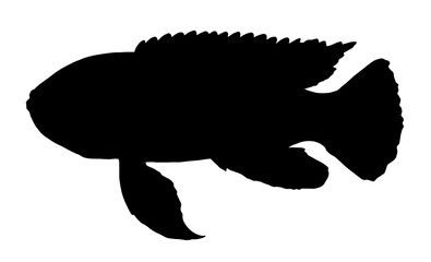 fish Pseudotropheus tropheops silhouette sea fish hand drawn in sketch style black isolated element