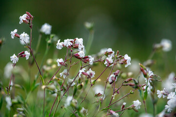 A maiden tears flower on a meadow