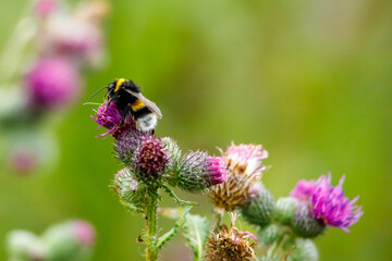 a wild bumble bee on a flower