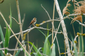 a common reed bunting bird in the reed