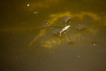 a common water strider on a pond

