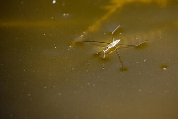 a common water strider on a pond