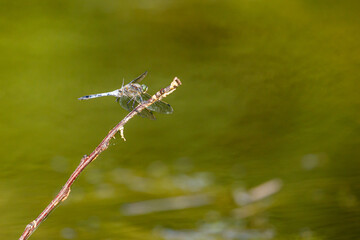 a blue leaf dragonfly at a river