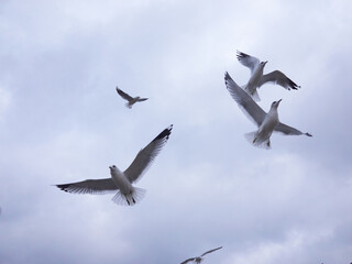 Seagulls flying in the sky