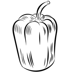 sweet Pepper hand drawn . Sketch Vegetable