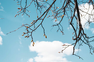 Maple branches with unblown buds hanging from top to bottom. Spring, nature wakes up. Bright background, nature, tree, blue sky with clouds, warm, clear day. Background, wallpaper, postcard