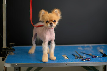Cute Pomeranian Pomeranian with hair falling out on the grooming table