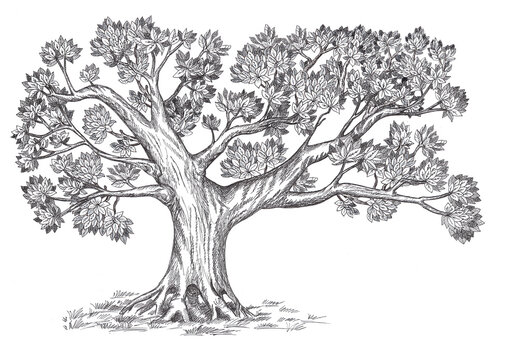 Family tree hand drawn sketch print in vintage sketch style. Pedigree template design. Isolated on white background.