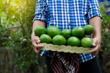 Closeup organic avocado fruits from garden in basket that a gardener holds in hands. Crop shot. Concept : organic agriculture crops for eating or selling.  