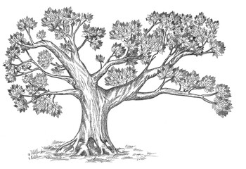 Family tree hand drawn. Vintage sketch. Stylized old olive tree.