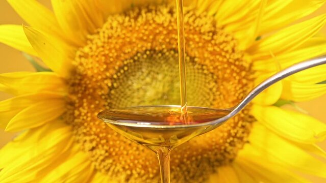 Slow motion footage of sunflower oil pouring into tablespoon against the backdrop of blooming yellow sunflower. Production of sunflower oil for food, cooking. Agriculture, agribusiness