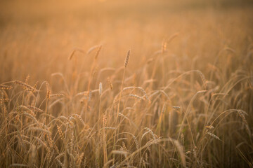 Golden yellow wheat in a field at sunset. Cereal export idea, world grain crisis