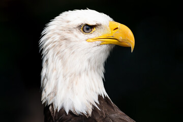 Closeup of an american bald Eagle. High quality photography