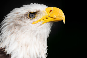 Closeup of an american bald Eagle. High quality photography
