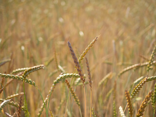 Fototapeta premium wheat field in the sunshine