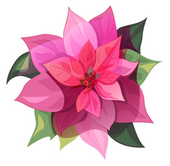 Poinsettia (Christmas Star), pink, red flower and leaves on white background. Digital realistic botanical illustration with Christmas decoration plant in watercolor style for design, vintage, vector