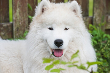 White Samoyed puppy sits on the green grass. Dog in nature, a walk in the park