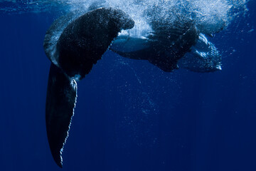 Baby Humpback Whale swimming in Moorea French Polynesia