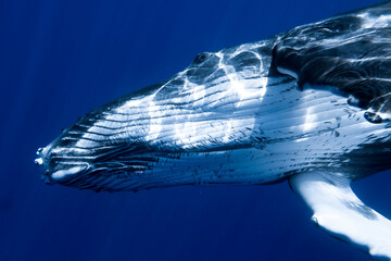 Baby Humpback Whale swimming in Moorea French Polynesia