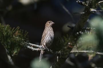 Female House Finch perched in a Pine Tree