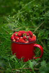 Fresh wild strawberries in red mug