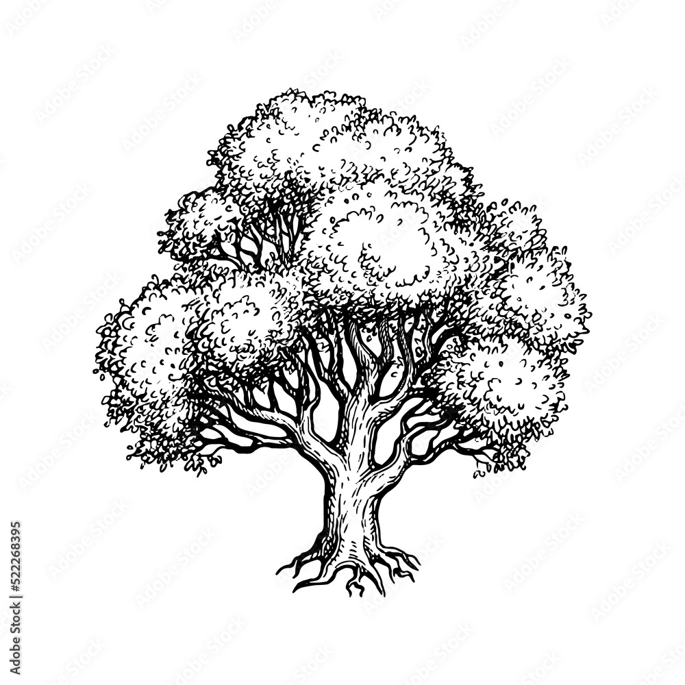 Canvas Prints oak tree ink sketch.