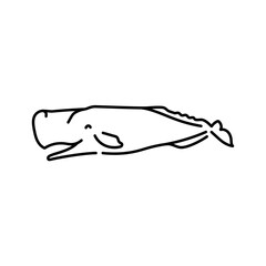Cachalot color line illustration. Marine mammals.
