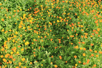 Flower background with orange Calendula among green leaves. Calendula officinalis or pot marigold, riddles. Medicinal herbs concept. Top view
