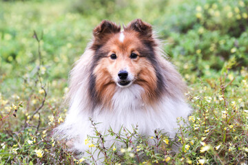 Black white with sable tan shetland sheepdog, sheltie outdoors autumn portrait in the forest. Adorable small collie, little lassie. Herding dog originated in the Shetland Islands of Scotland