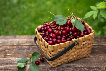 Fresh sour cherry in basket