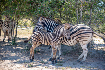 Fototapeta na wymiar Zebras in the Kruger National Park, South Africa.