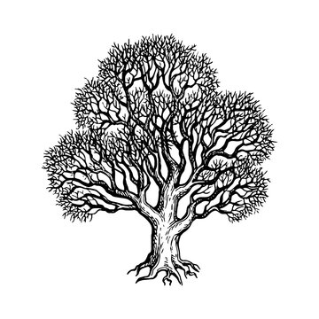 Oak winter tree ink sketch.