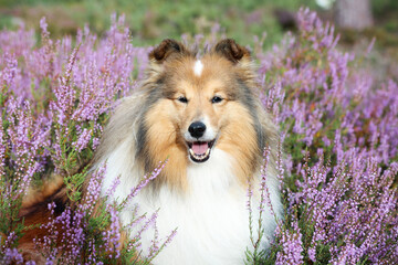 Stunning nice fluffy sable white shetland sheepdog, sheltie portrait in the forest on a sunny...