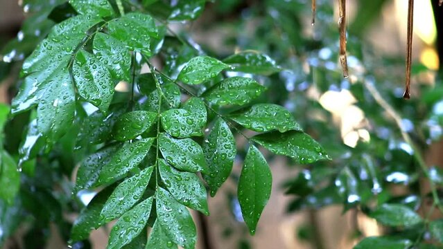 summer shower in the dense forest, close-up, water droplets fixed on green leaves, dotted lines of rain jets in the background
