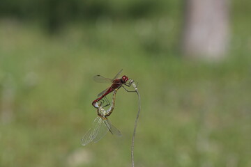 mating dragonflies