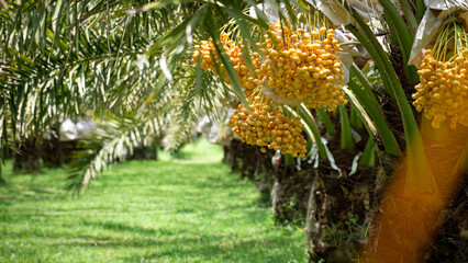 Naklejka na ściany i meble Bunch of yellow dates on date palm.