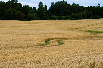 Fototapeta premium beautiful cornfield at the foot of the mountain on a cloudy day in summer