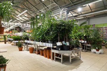interior of a hypermarket selling potted plants and natural flowers