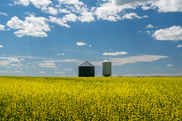 Grain silos standing on rolling hills of canola plants on the Canadian prairies during a bountiful harvest.