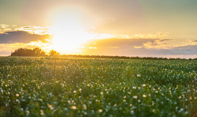 Field peas in bloom at sunset in Rocky View County Alberta Canada with a solar flare on the Canadian prairies.